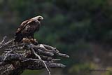  ah kartal / Aquila heliaca / Eastern imperial eagle 